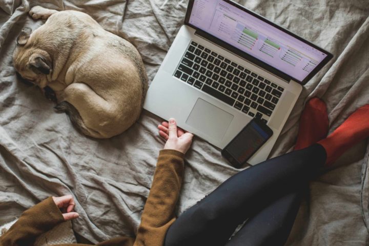 trabalhando notebook com cachorro pug na cama